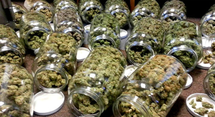 Autorisation de consommer du cannabis pour les rastas italiens