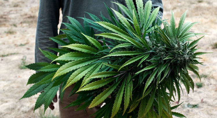 Régulation du cannabis en Californie