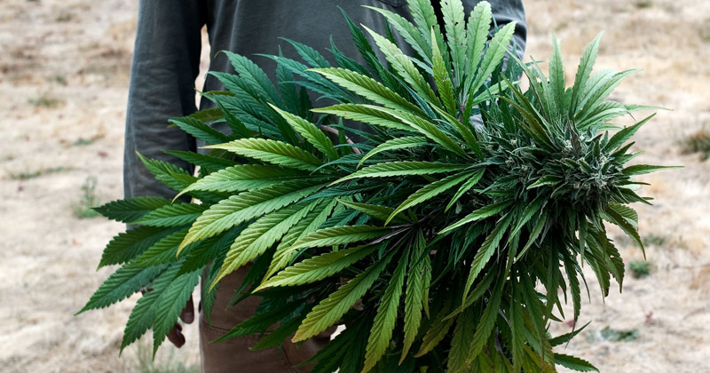 Régulation du cannabis en Californie