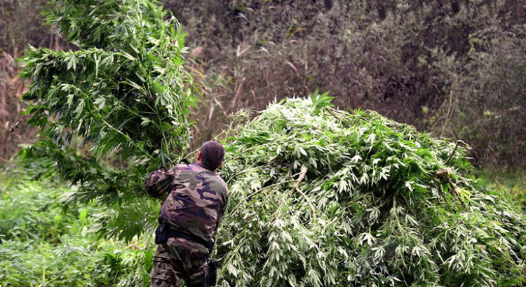 Saisies de cannabis en octobre en France
