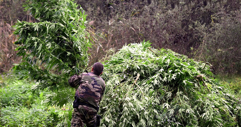 Saisies de cannabis en octobre en France