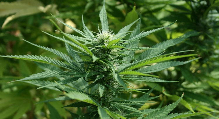 Sondage en Allemagne sur le cannabis