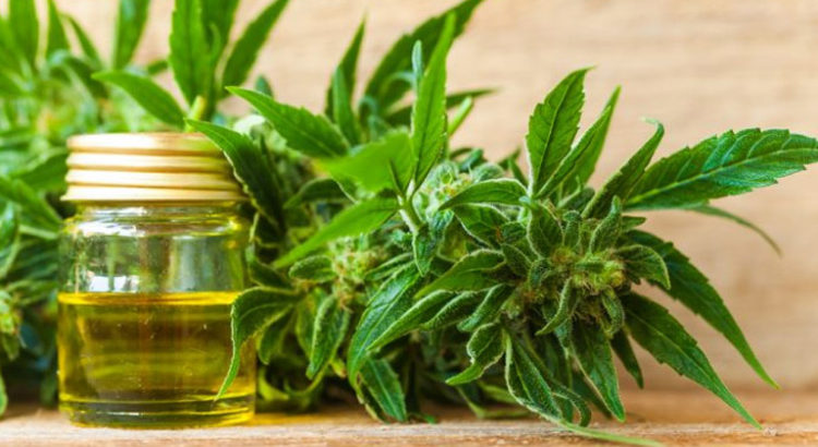 Sort du CBD à l'OMS