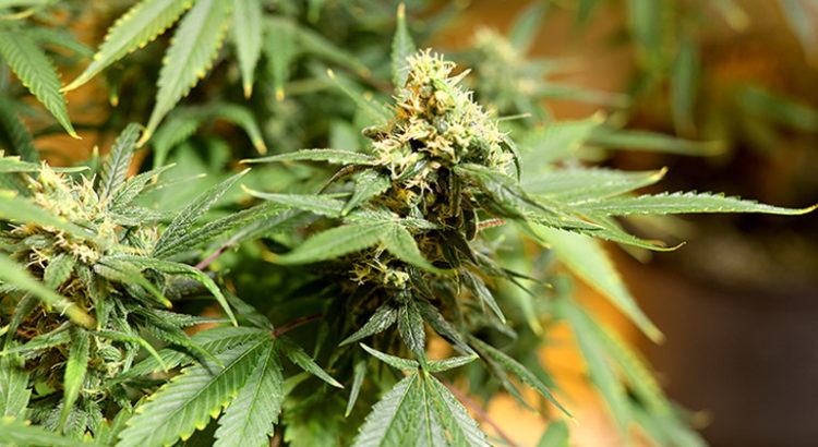 Taxe sur le cannabis au Canada