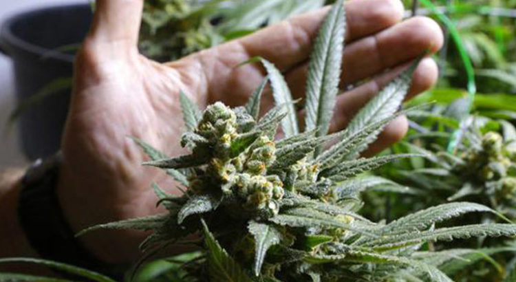 Variétés de cannabis en uruguay