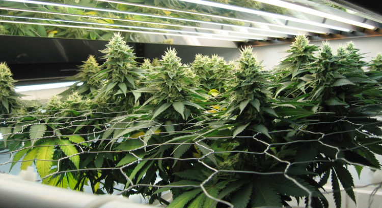 Autoculture de cannabis en Israël