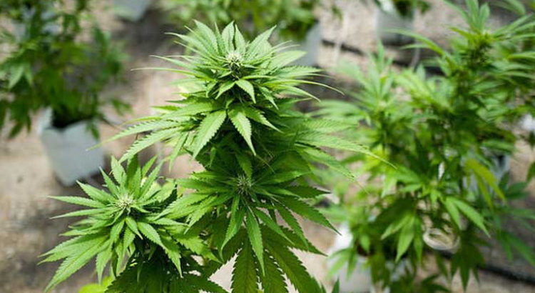 Légalisation de cannabis médical au Brésil