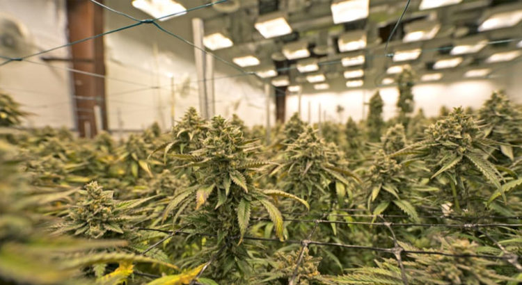 Licence de cannabis en Californie
