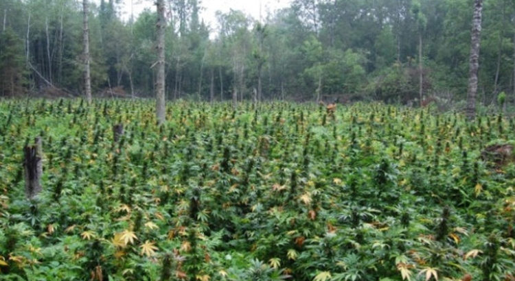 Cannabis au Ghana