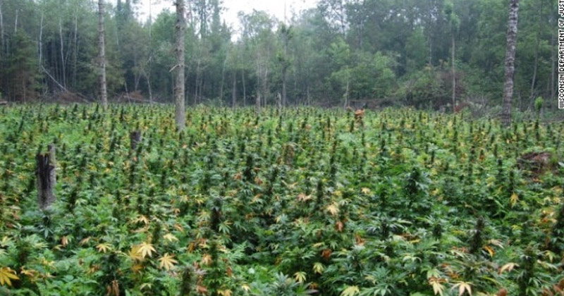 Cannabis au Ghana
