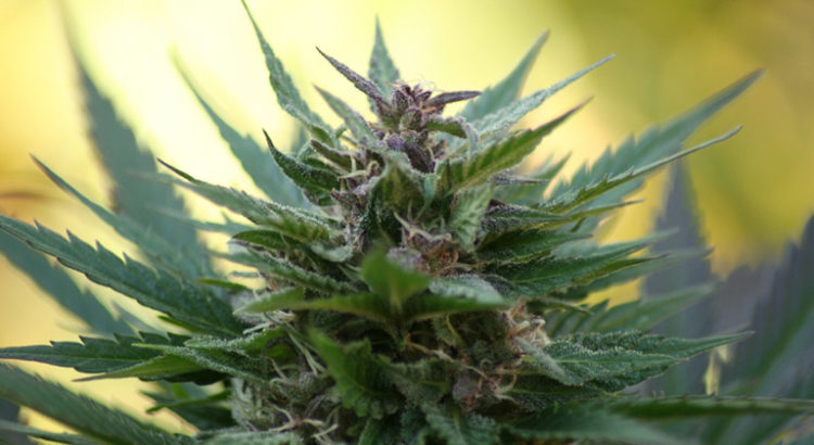 Loi sur le cannabis médical en Nouvelle-Zélande