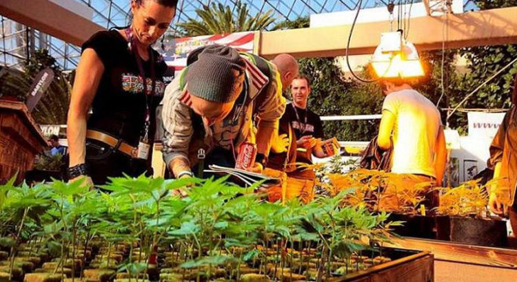 Clones de cannabis en Autriche