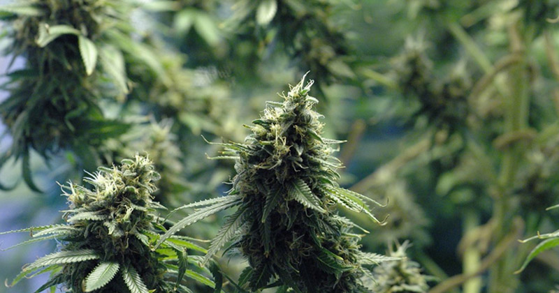 Légalisation du cannabis en Colombie-Britannique