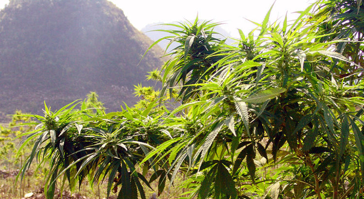 Cannabis médical en Inde