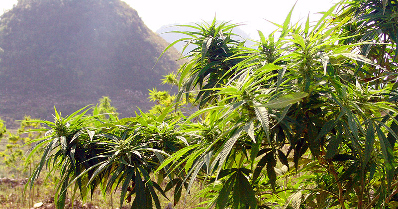 Cannabis médical en Inde
