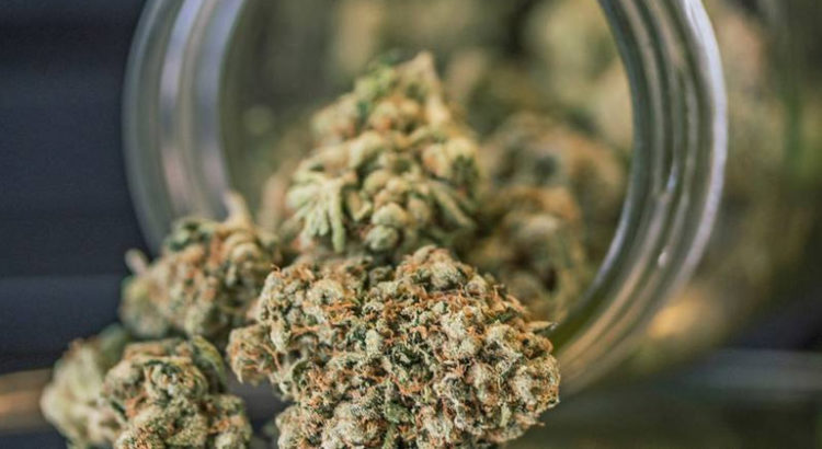 Légalisation du cannabis médical en Nouvelle-Zélande