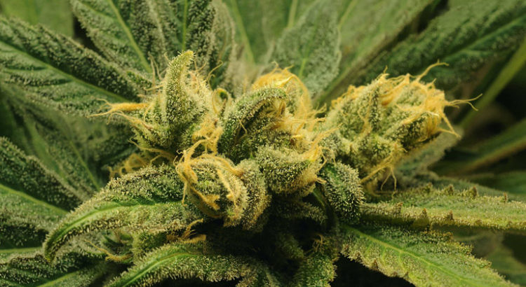 Odeur de cannabis