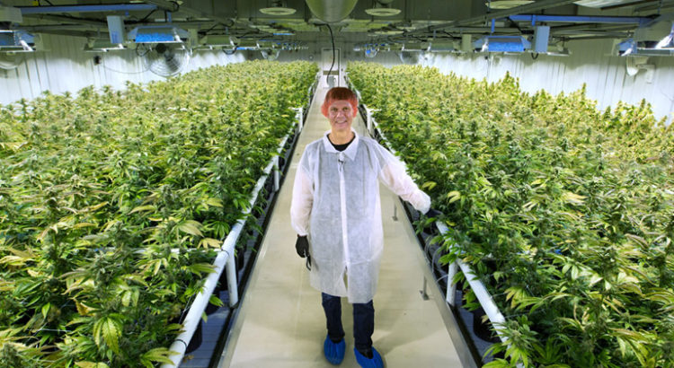 Aurora Cannabis