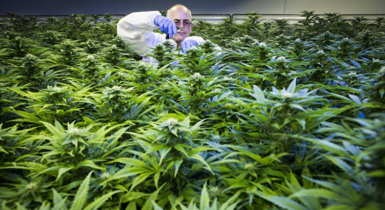 Export de cannabis en Australie