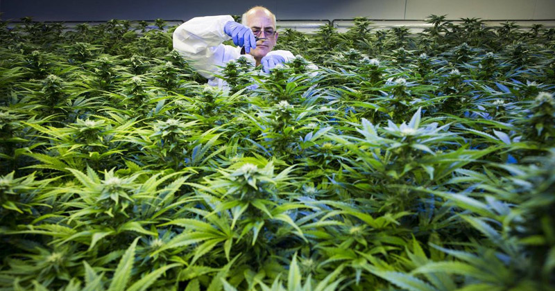 Export de cannabis en Australie
