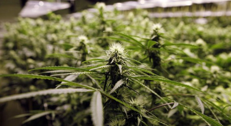 Cannabis médical en Belgique