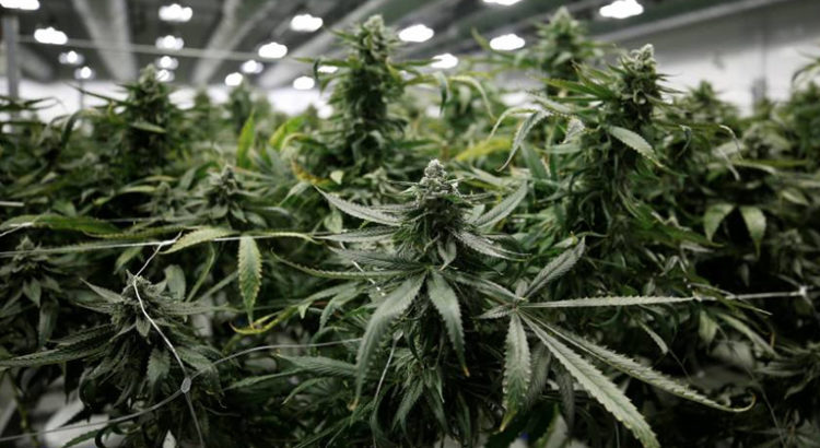 Cannabis au Canada