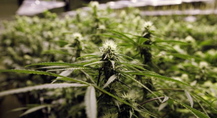 Cannabis médical au Canada