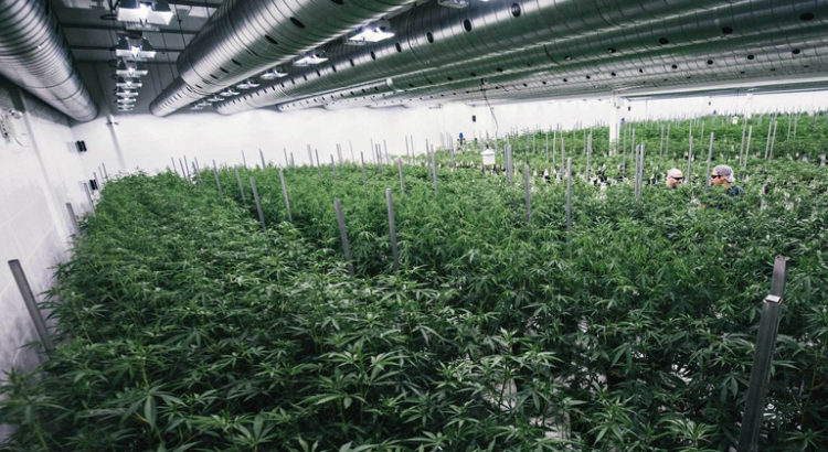 Culture de cannabis médical au Danemark