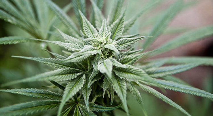 Cannabis au New Hampshire