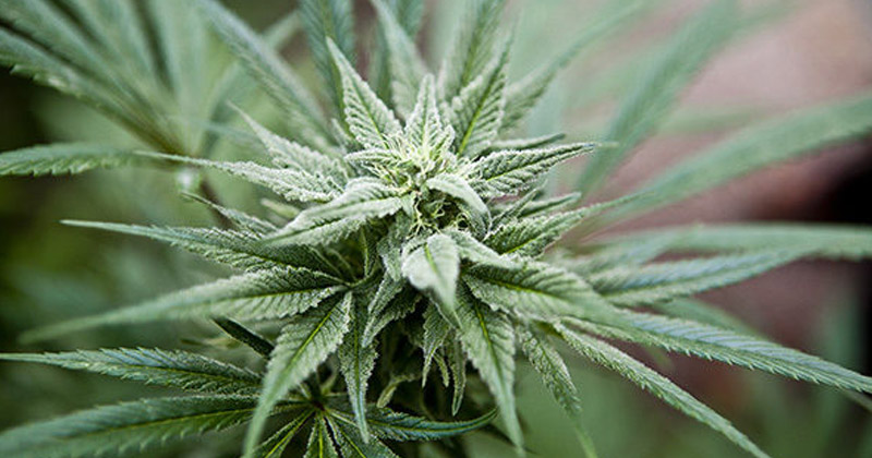 Cannabis au New Hampshire