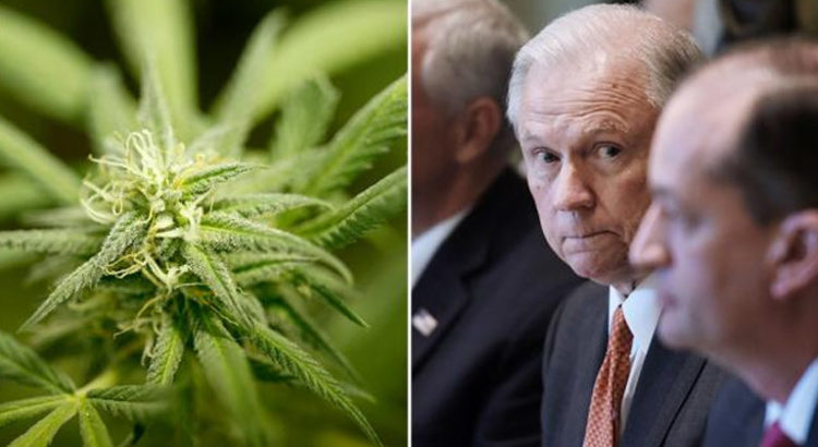 Cannabis vs. Jeff Sessions