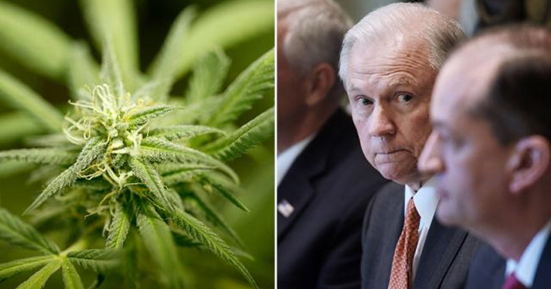 Cannabis vs. Jeff Sessions