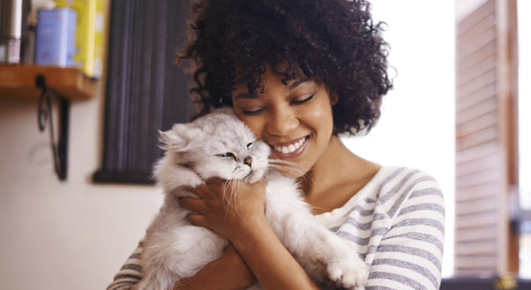 CBD pour animaux