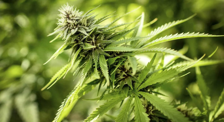 Etudes sur le cannabis médical en 2017