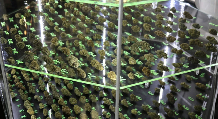 Evenements 2018 du cannabis
