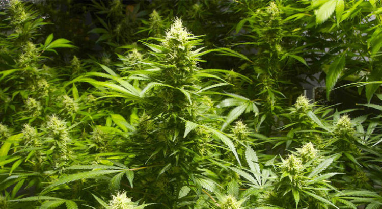 Légalisation du cannabis au Kentucky