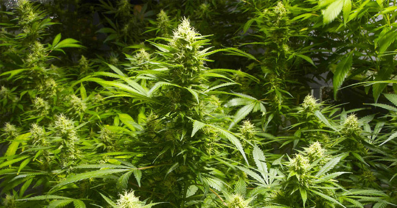 Légalisation du cannabis au Kentucky
