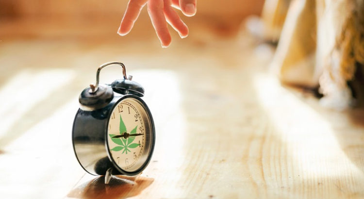Pause du cannabis