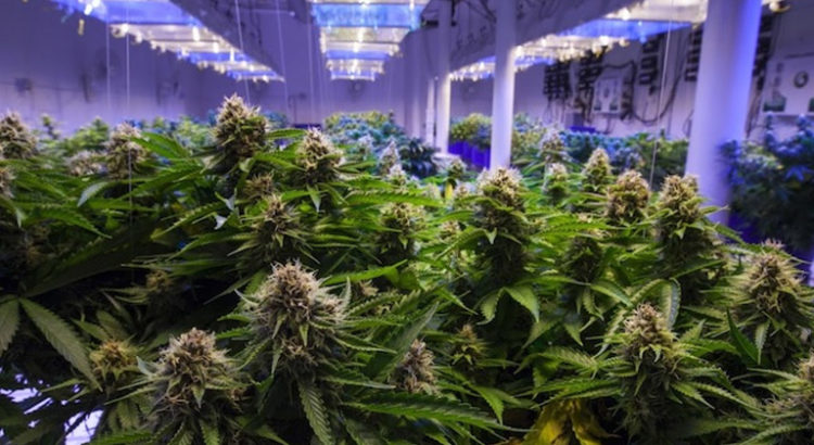Pornhub et le cannabis