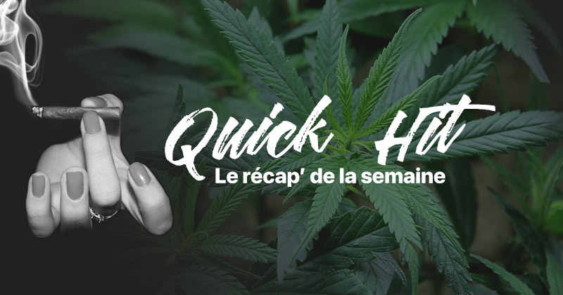 Quick hit actualités cannabis