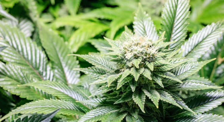 Répression du cannabis en France