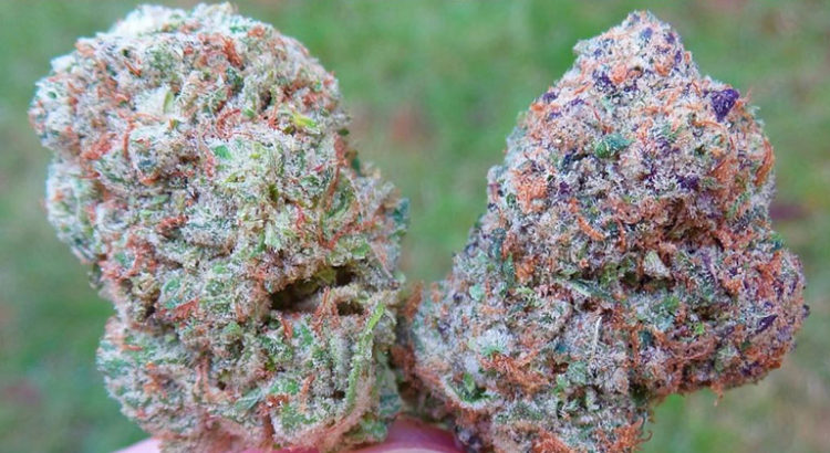 Variétés de cannabis connues