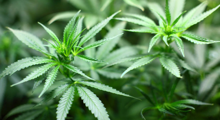 Légalisation du cannabis au Vermont