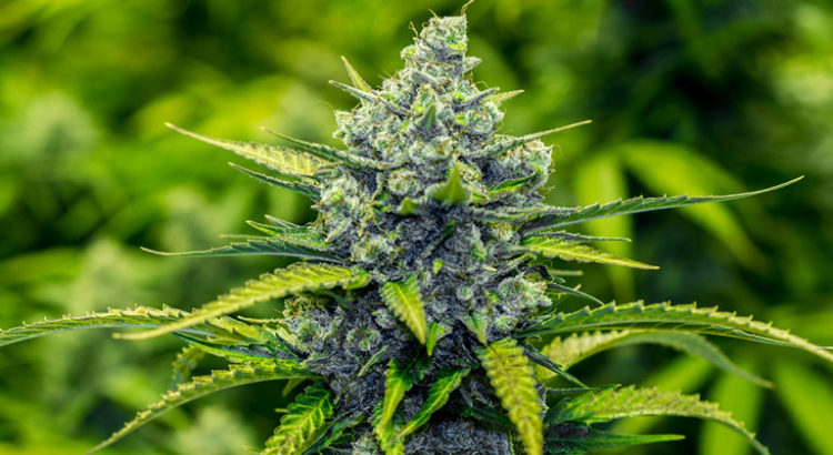 Légalisation du cannabis au Vermont