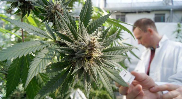 Cannabis light en Europe