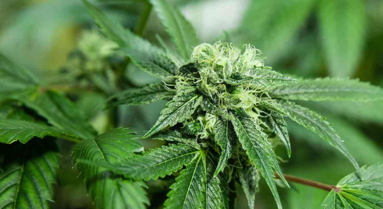 Alcoolisme et cannabis
