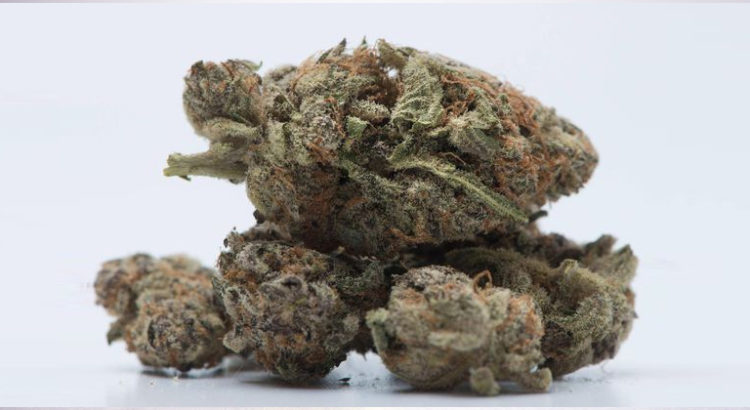 Cannabis au Québec