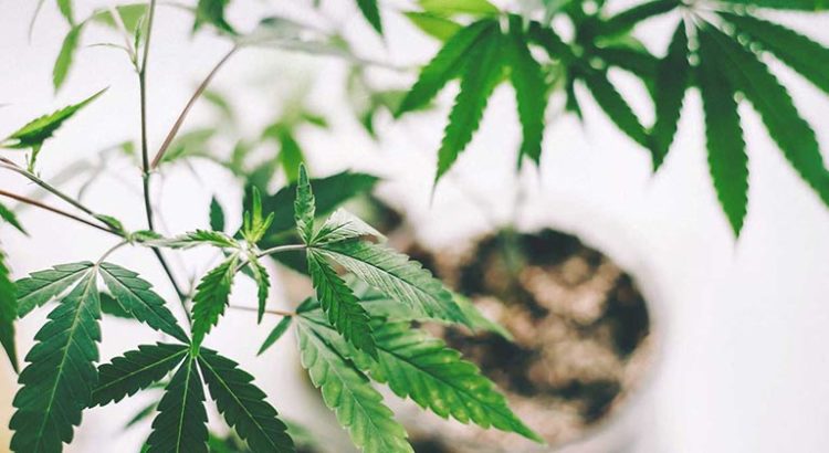 CBD et cancer de l'endomètre