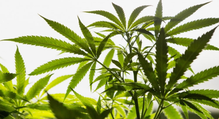 Exportations de cannabis en Israël
