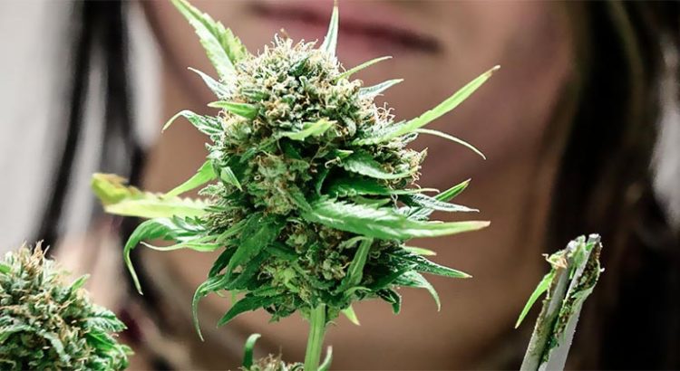 Investir dans le cannabis en 2018